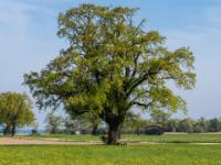 Löwenzahnwiese mit mächtiger Eiche beim Heinrichwinkel nahe Übersee